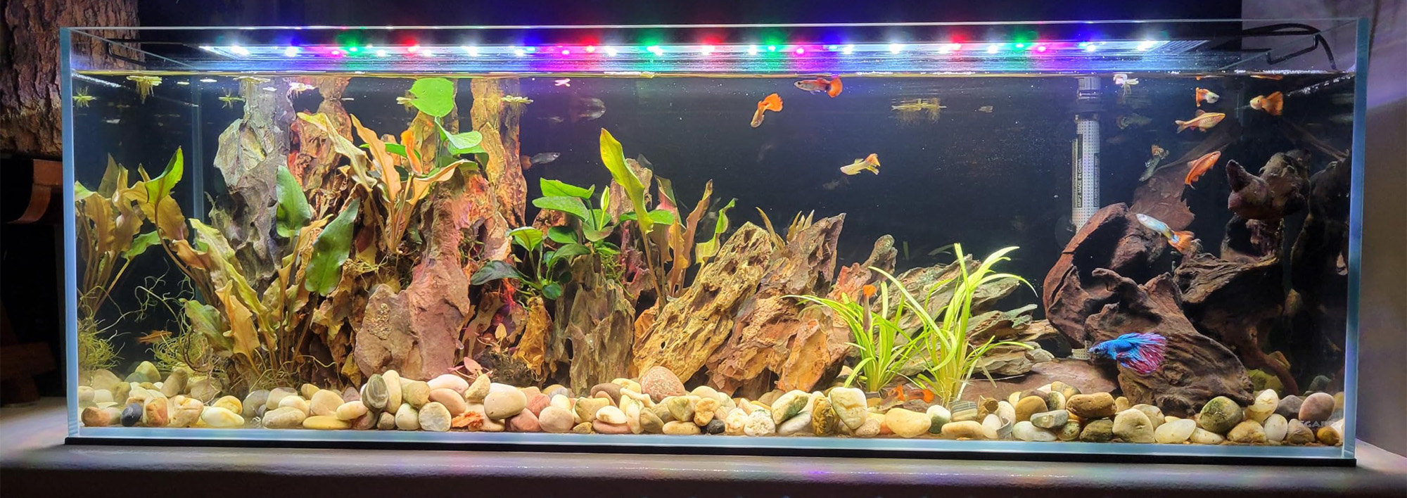 Aquarium Équipement 1 Aquarium Équipement -Aquarium Équipement 1