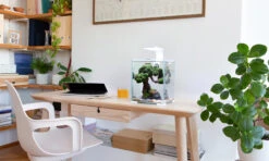 AQUAEL ShrimpSet Day & Night 10 Blanc Nano-aquarium 10L Tout équipé 20 X 20 X 25 Cm -Aquarium Équipement aquael shrimpset day night 5 2