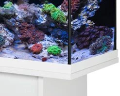 EHEIM AquaStart 63 LED Marin Blanc Aquarium équipé Eau De Mer 60 Cm 63L Disponible Avec Ou Sans Meuble 9 EHEIM AquaStart 63 LED Marin Blanc Aquarium équipé Eau De Mer 60 Cm 63L Disponible Avec Ou Sans Meuble -Aquarium Équipement aquarium eheim aquastar 63 marin led blanc 4