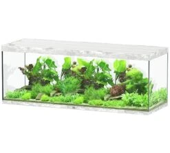 AQUATLANTIS Sublime Pro LED 2.0 200 X 70 X 75 Cm Béton Aquarium équipé 1016 L