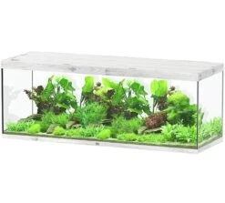 AQUATLANTIS Sublime Pro LED 2.0 200 X 70 X 75 Cm Chêne Blanc Aquarium équipé 1016 L