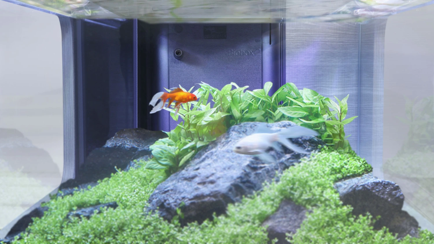 AQUATLANTIS AquaTable Noir 100 X 63 Cm Aquarium 177 L Type Table Basse Tout équipé 6 AQUATLANTIS AquaTable Noir 100 X 63 Cm Aquarium 177 L Type Table Basse Tout équipé – Image 6