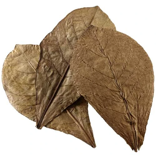 HOBBY Catappa Leaves XL Lot De 12 Feuilles De Badamier Pour Aquarium 2 HOBBY Catappa Leaves XL Lot De 12 Feuilles De Badamier Pour Aquarium – Image 2