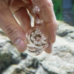 HOBBY Planaria X Special Bait Lot De 5 Appâts Pour Piège à Planaires -Aquarium Équipement hobby planaria x piege a planaires pour aquarium d eau douce et d eau de mer 4 1