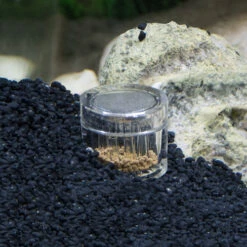 HOBBY Planaria X Piège à Planaires Pour Aquarium D'eau Douce Et D'eau De Mer 12 HOBBY Planaria X Piège à Planaires Pour Aquarium D'eau Douce Et D'eau De Mer -Aquarium Équipement hobby planaria x piege a planaires pour aquarium d eau douce et d eau de mer 5