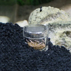 HOBBY Planaria X Special Bait Lot De 5 Appâts Pour Piège à Planaires -Aquarium Équipement hobby planaria x piege a planaires pour aquarium d eau douce et d eau de mer 6 1