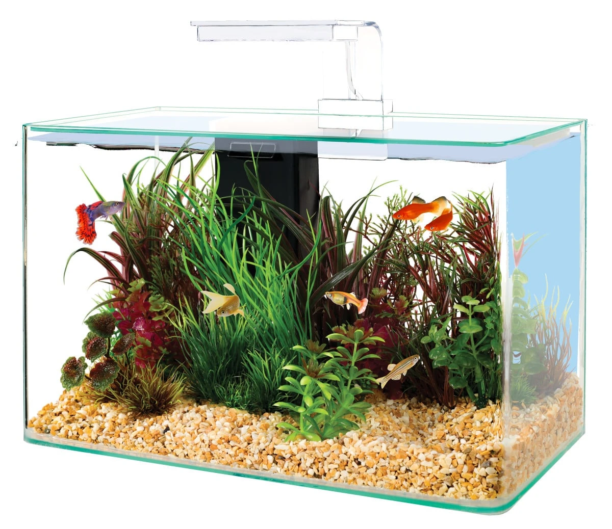 ZOLUX Aqua Clear 40 Blanc Aquarium 17 L Avec éclairage LEDs Et Filtre Interne 1 ZOLUX Aqua Clear 40 Blanc Aquarium 17 L Avec éclairage LEDs Et Filtre Interne