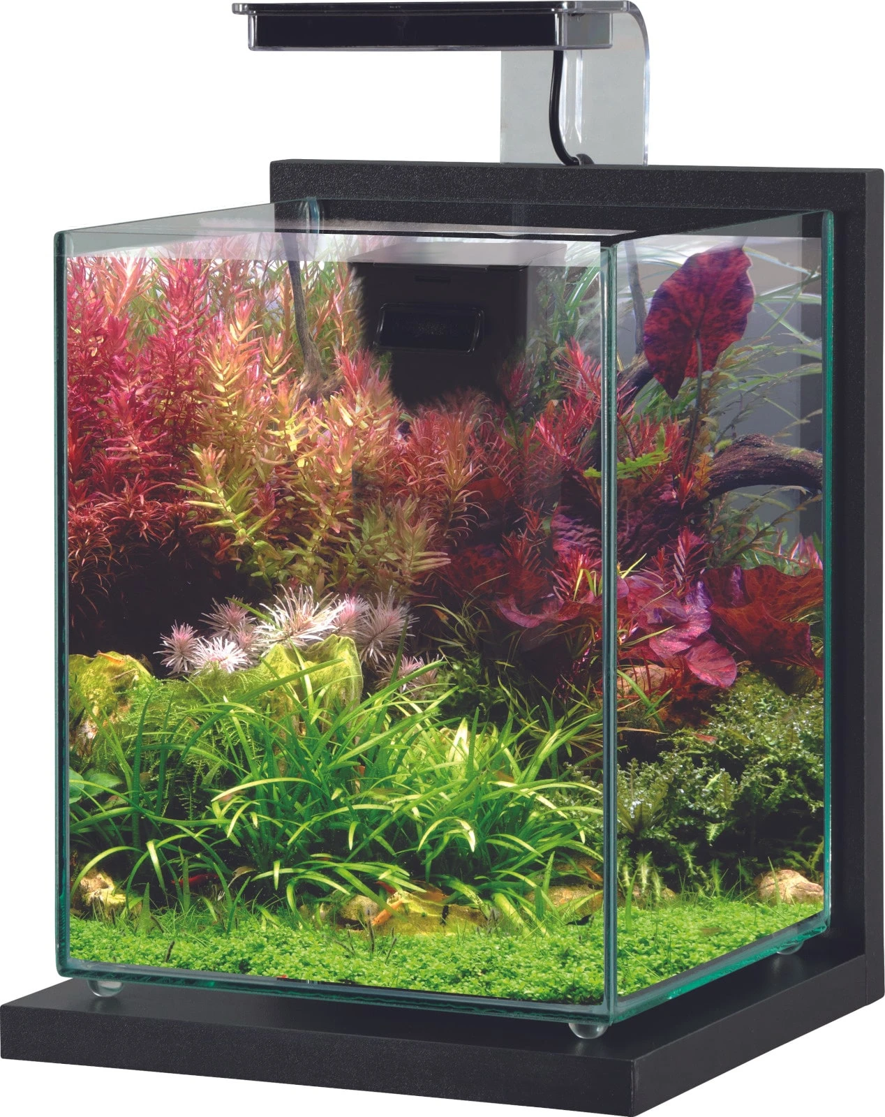 ZOLUX Jalaya 2 Gris Anthracite 10 L Kit Nano-aquarium équipé Avec éclairage LEDs 1 ZOLUX Jalaya 2 Gris Anthracite 10 L Kit Nano-aquarium équipé Avec éclairage LEDs